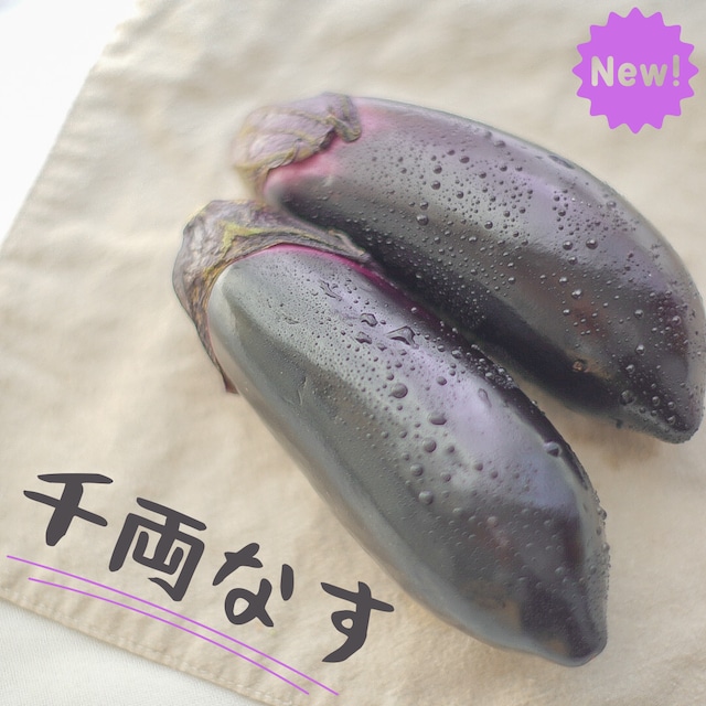 千両なす 