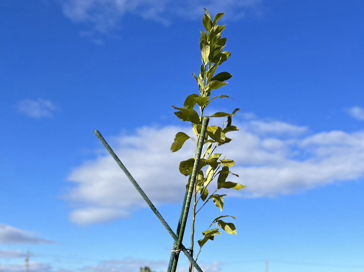 愛ふぁーむプロジェクトご協賛の証「レモンの木」を植樹しました。